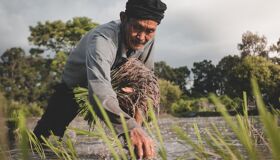Farmer grows water rice in Thailand